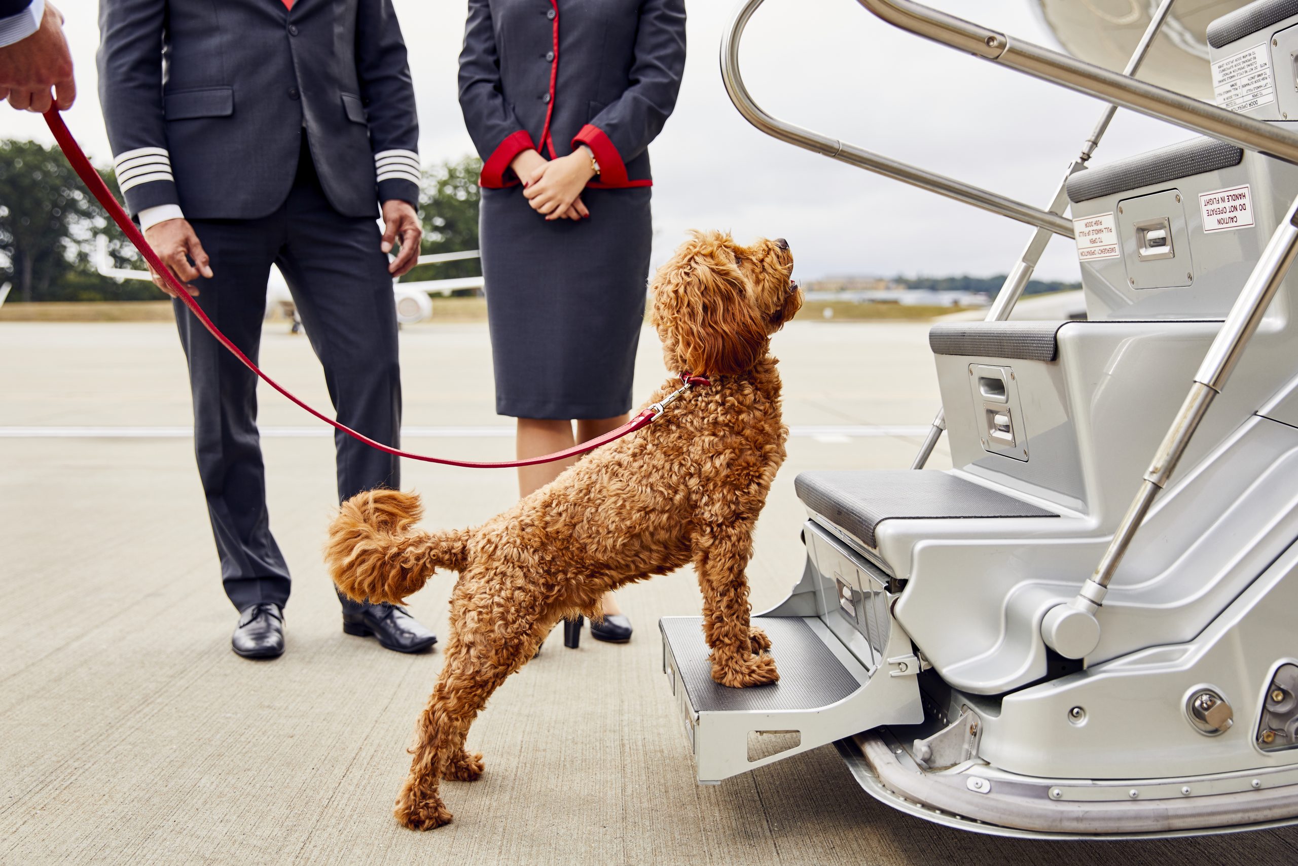 IATA launches portal for live animal regulations